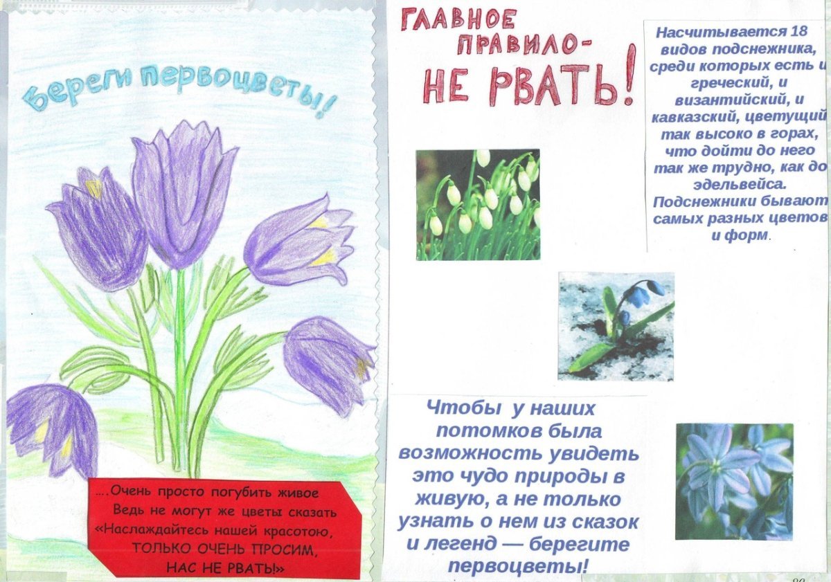 Примула первоцвет