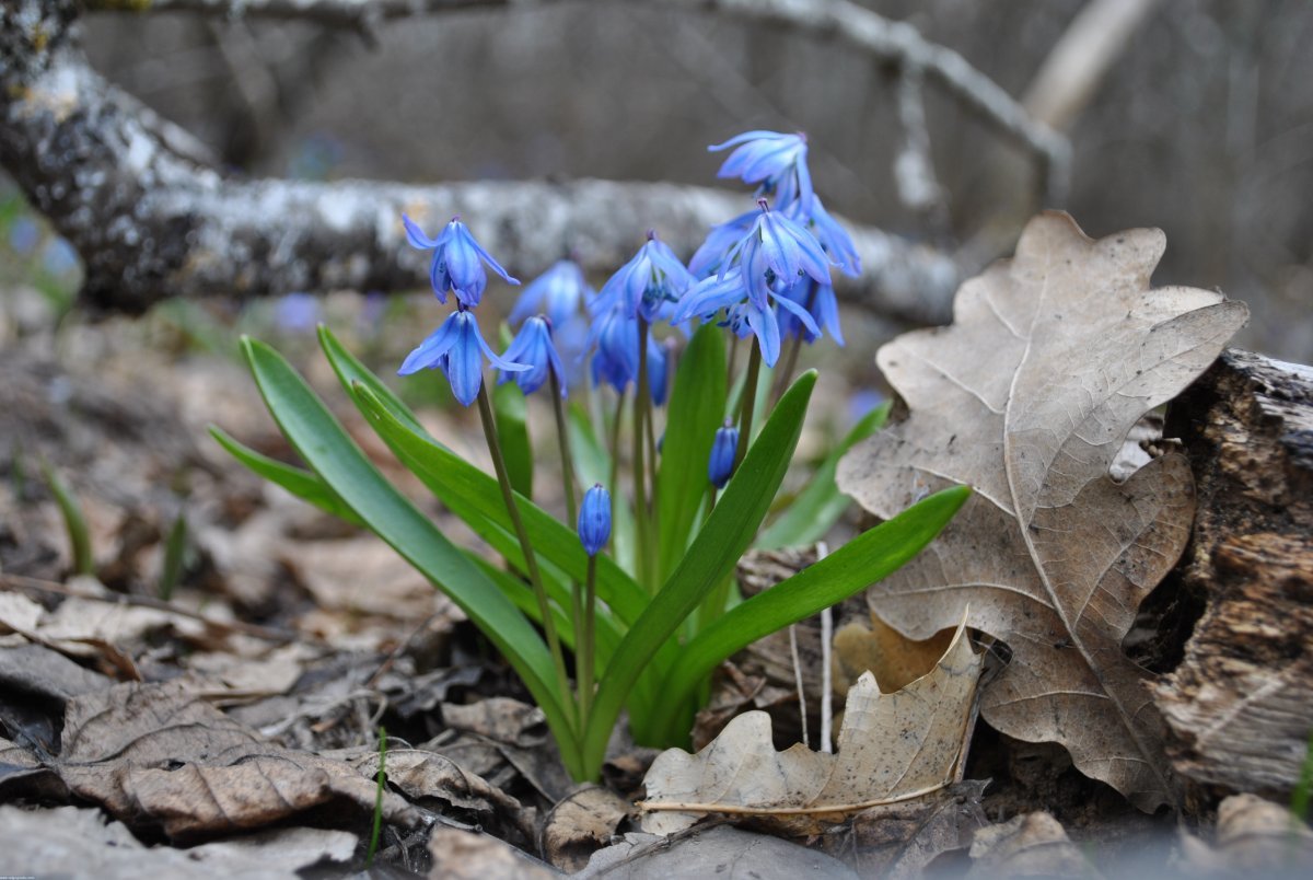 Весенние первоцветы синие