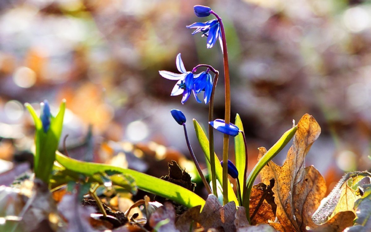 Первоцветы (подснежники, крокусы, гиацинты).