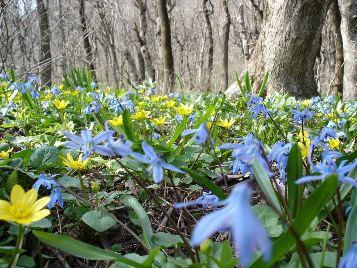 Подснежники акварелью для детей