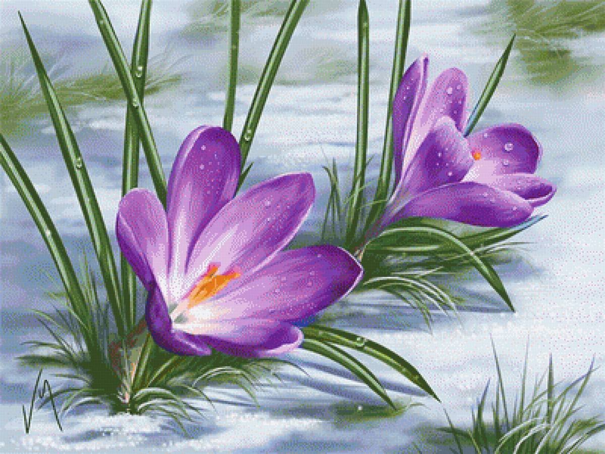 Первоцветы пролески