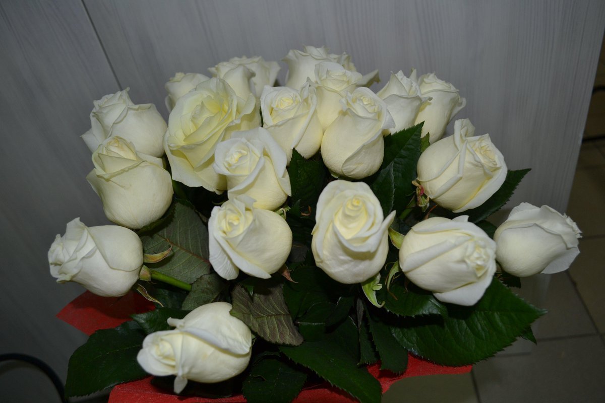 Букет белых роз в руках