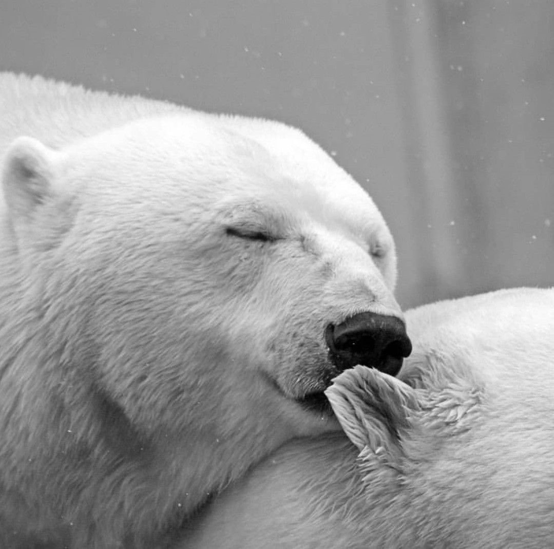 Международный день полярного медведя International Polar Bear Day