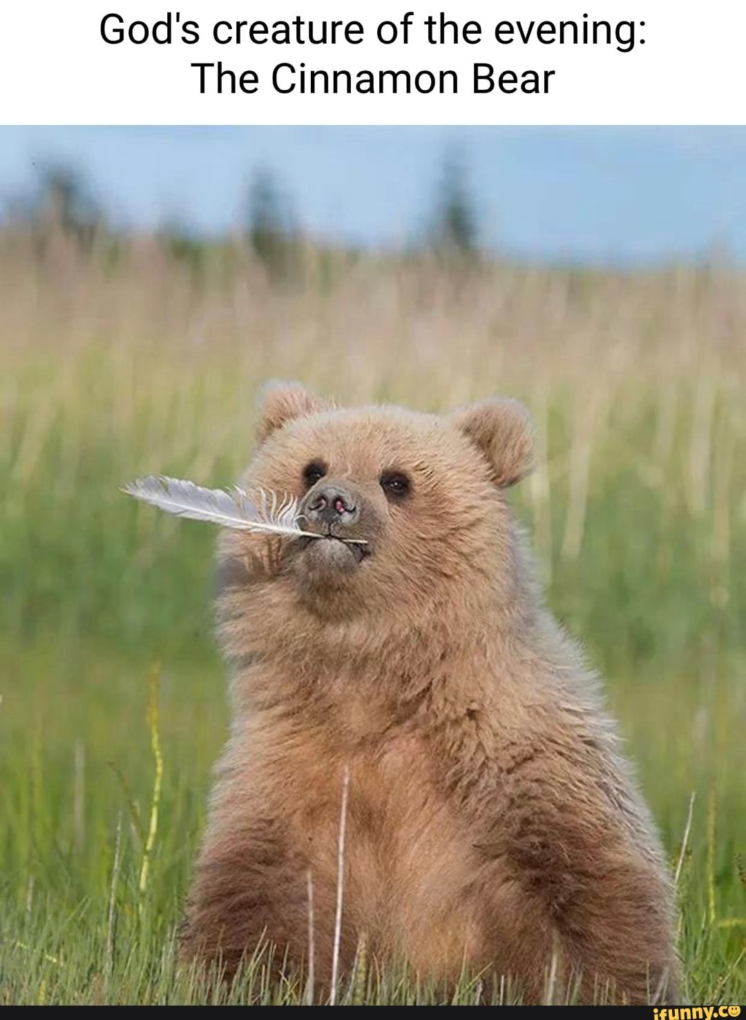 Доброе утро медведь