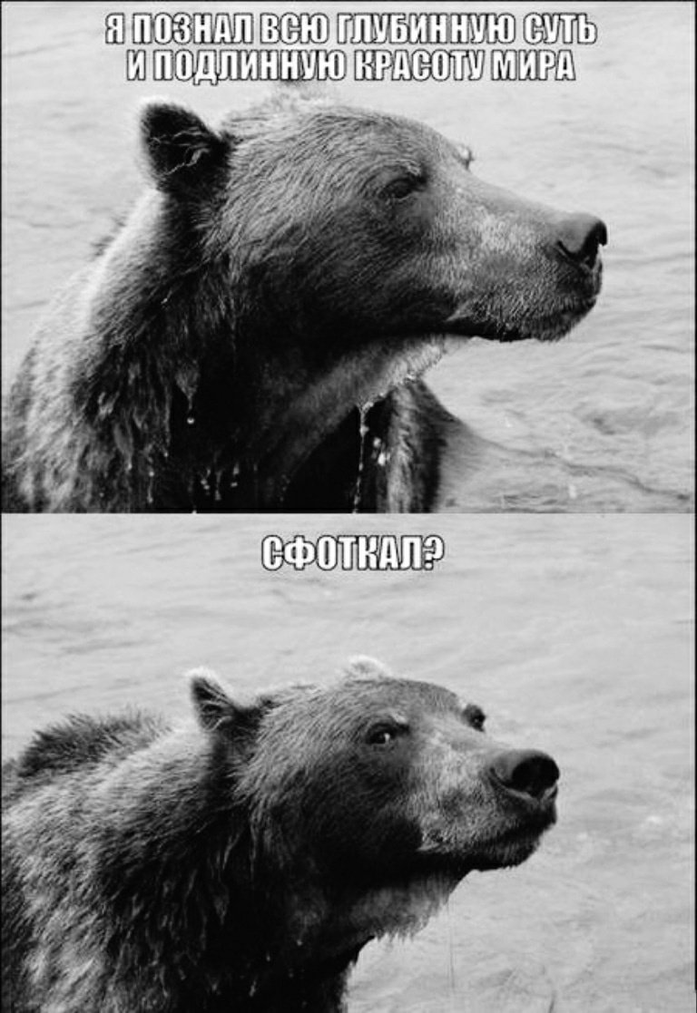 Мемы про медведей