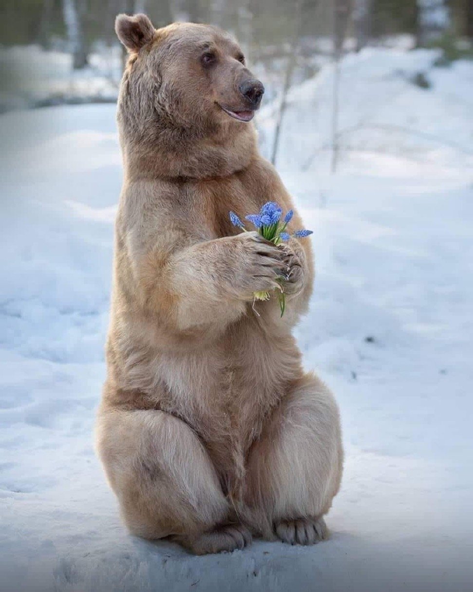 Цитаты про медведя