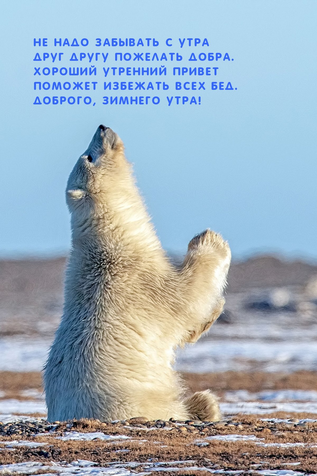 Белый медведь сидит