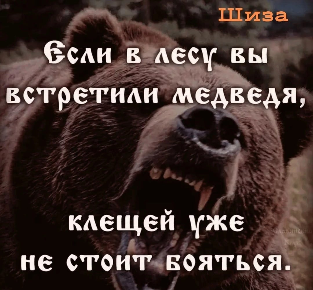 Медведь машет лапой