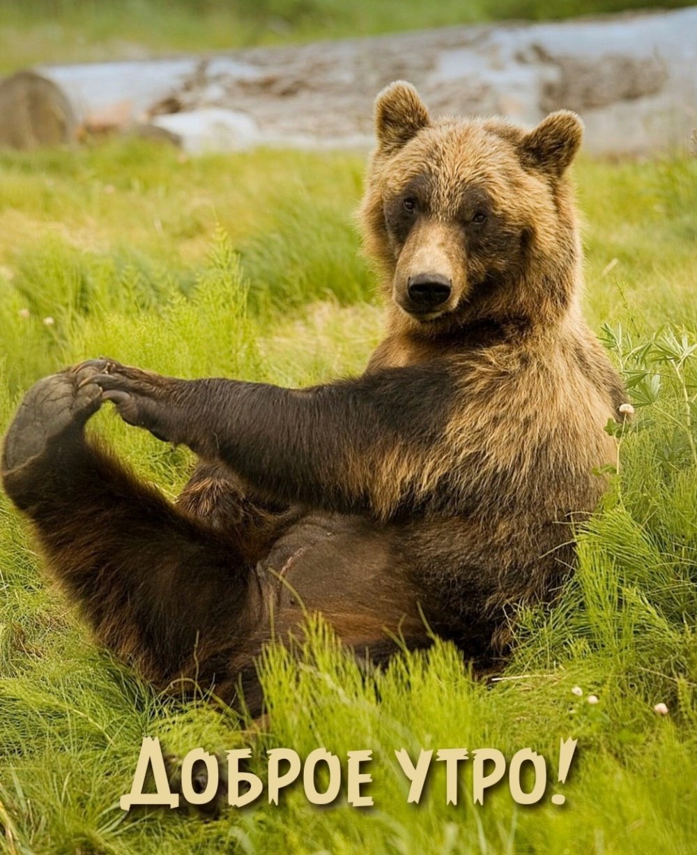 Шутки про медведя