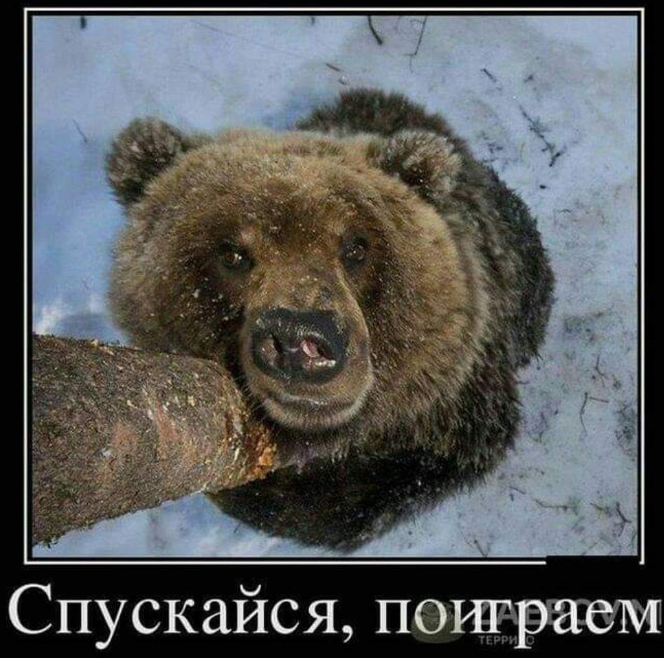 Медведь медитирует