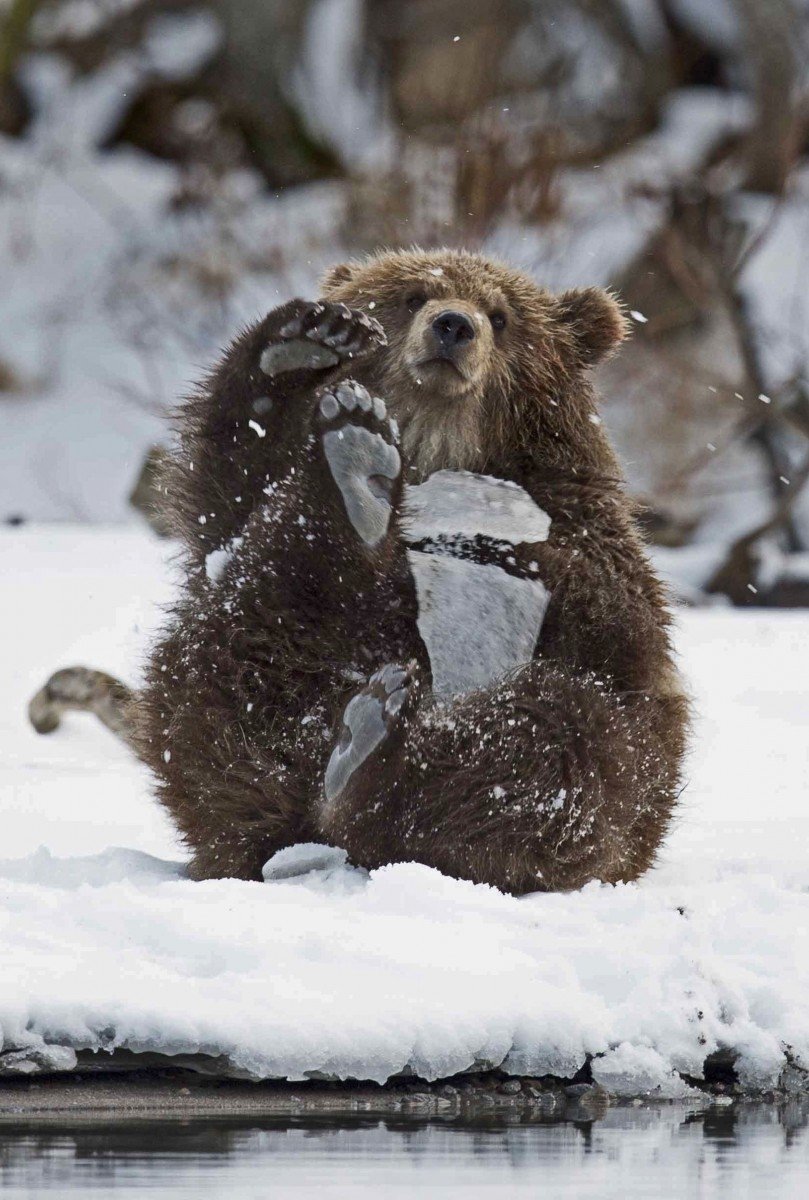 Медведь утро
