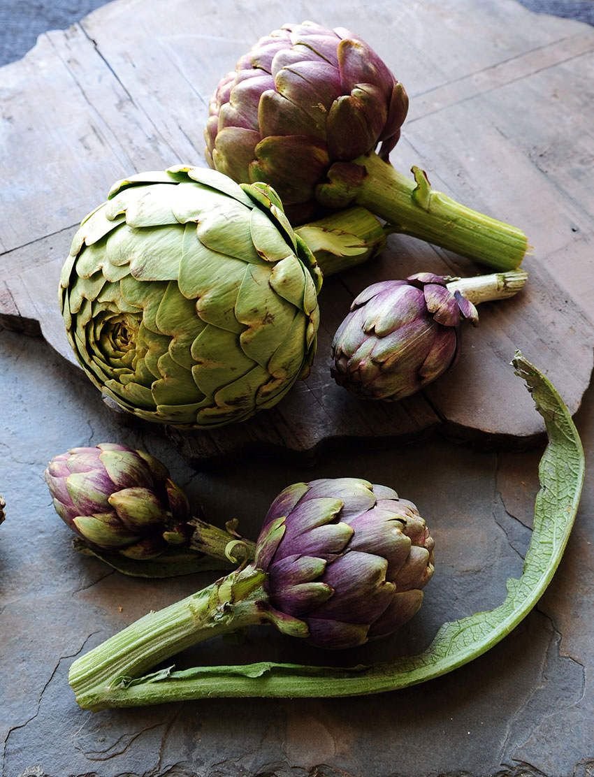 Артишок испанский высота