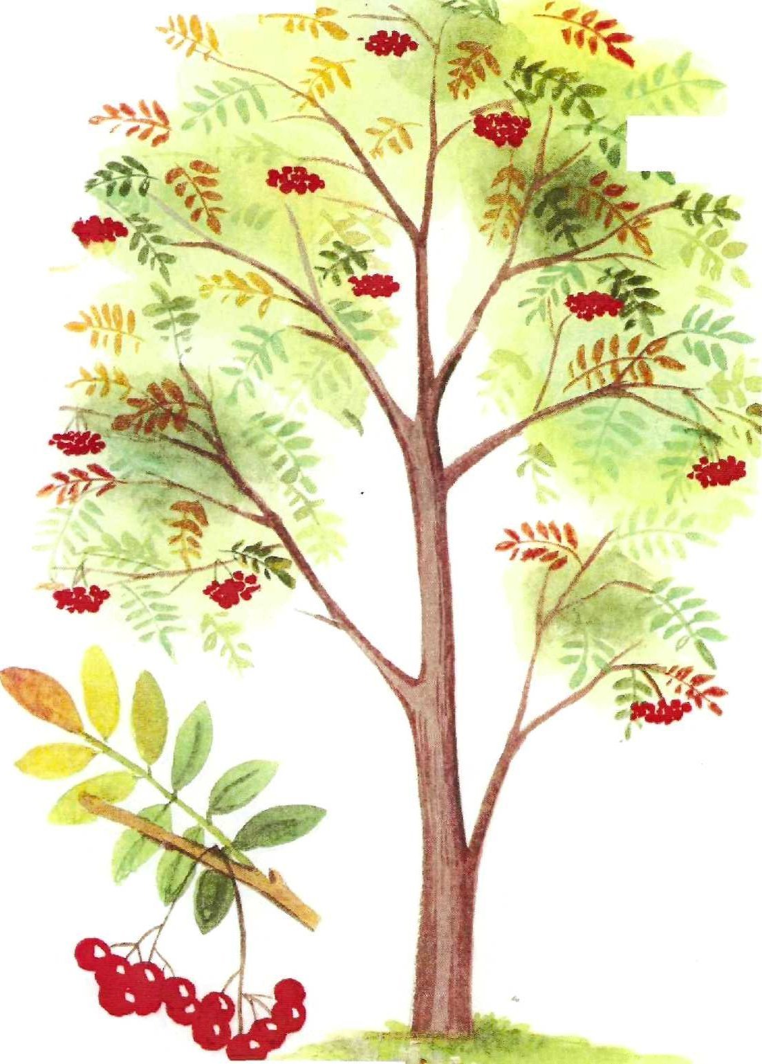 Рябина картинки для детей с названиями