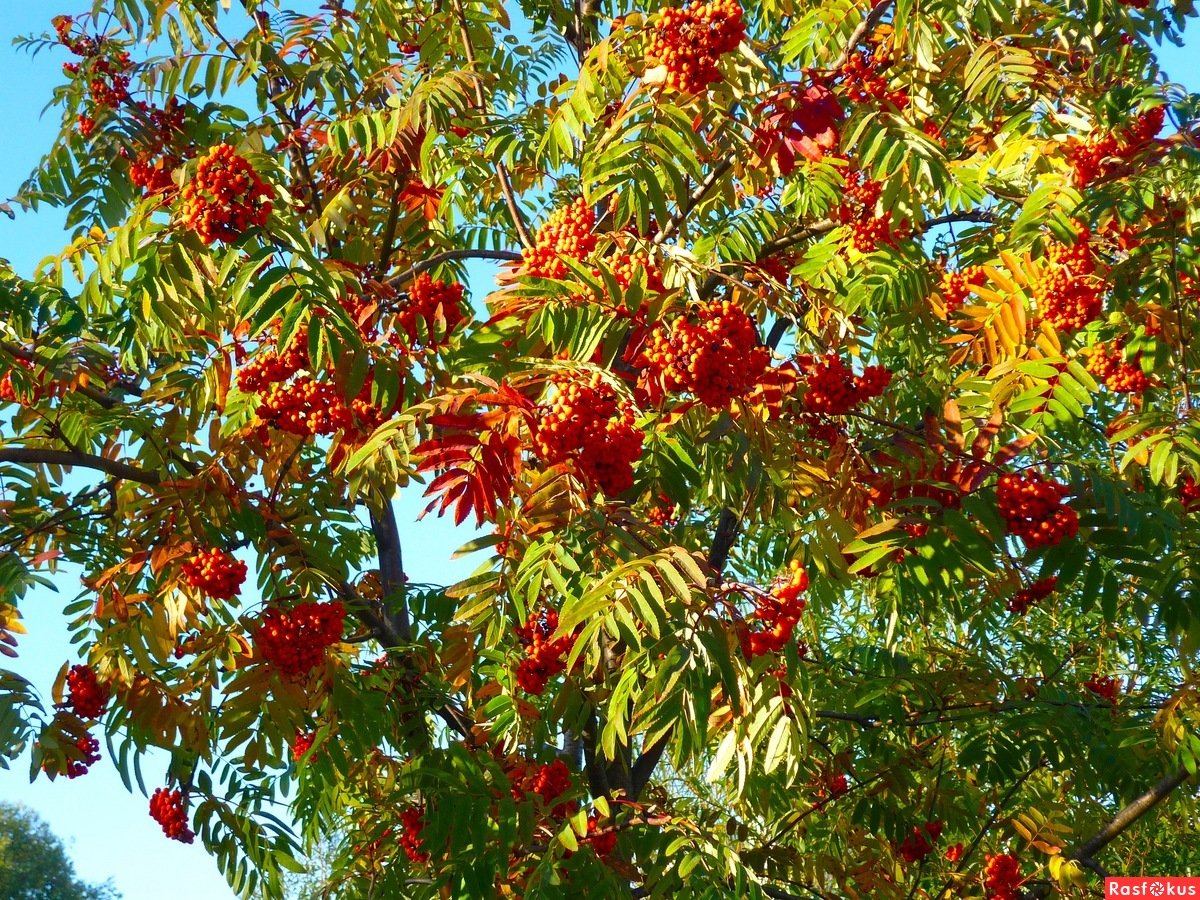 Осенняя рябина дерево