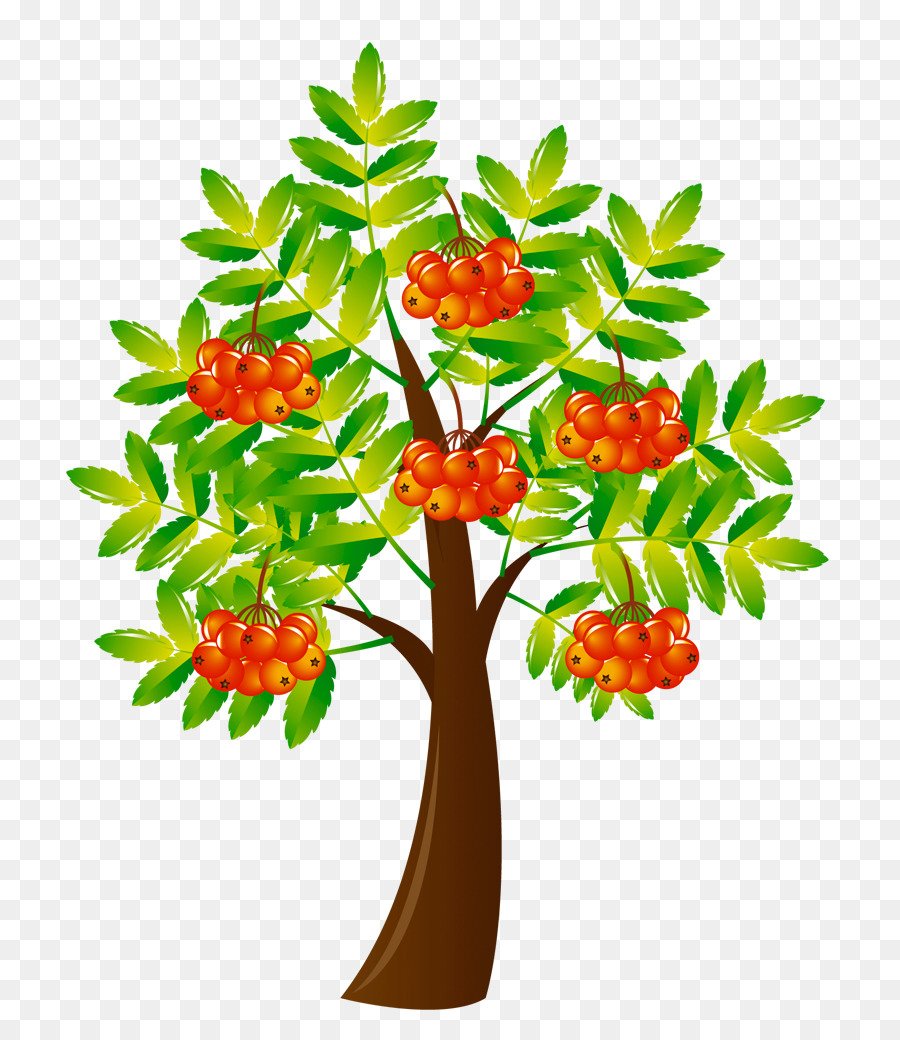 Рябина для детей