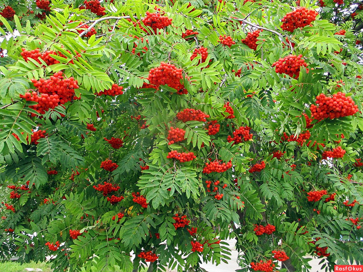 Формировка рябина обыкновенная Амурская