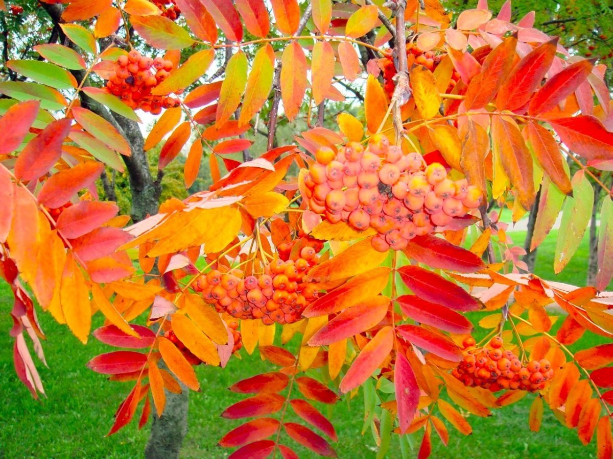 Рябина Додонг осень