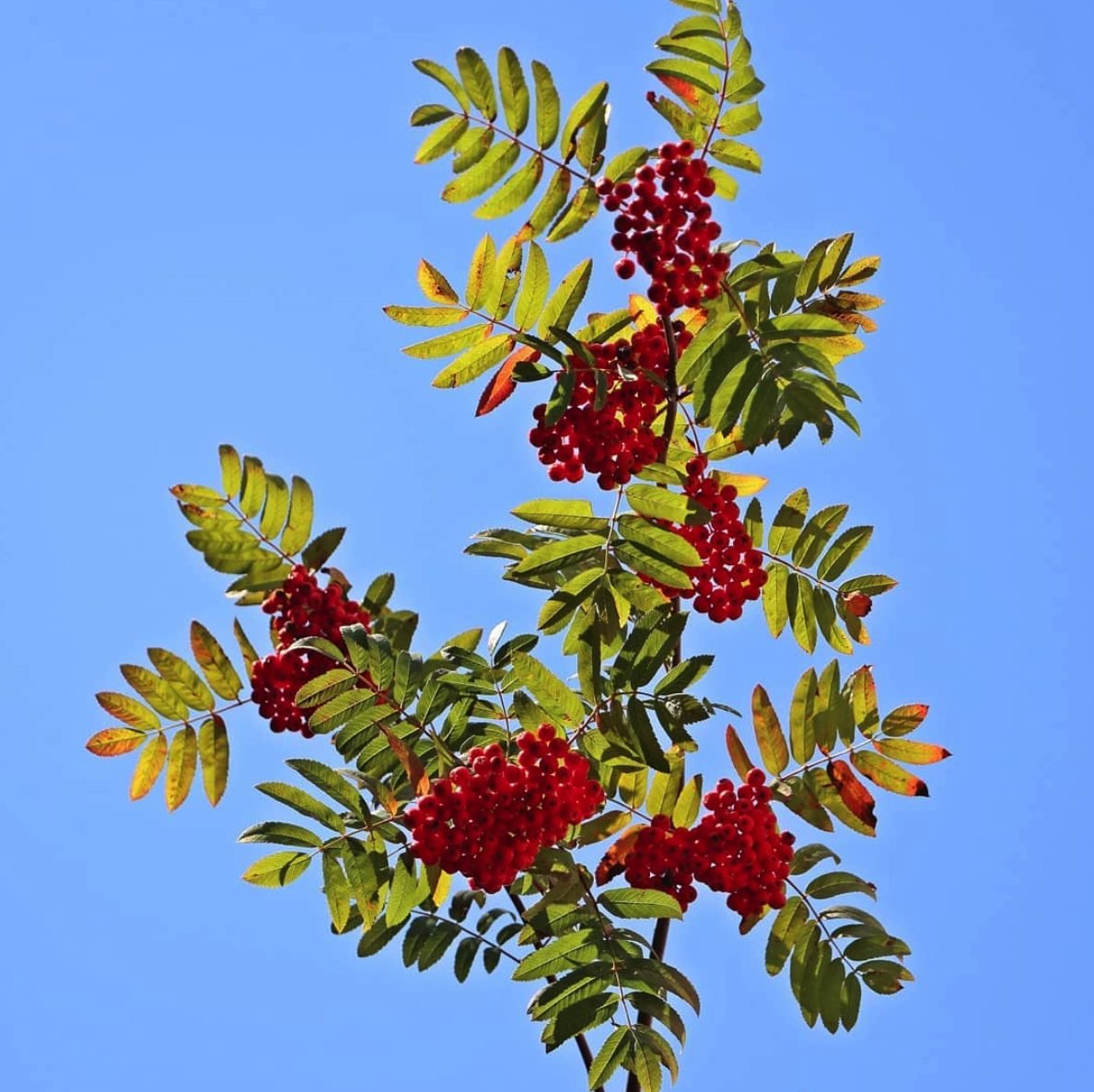 Лист рябины с ягодами