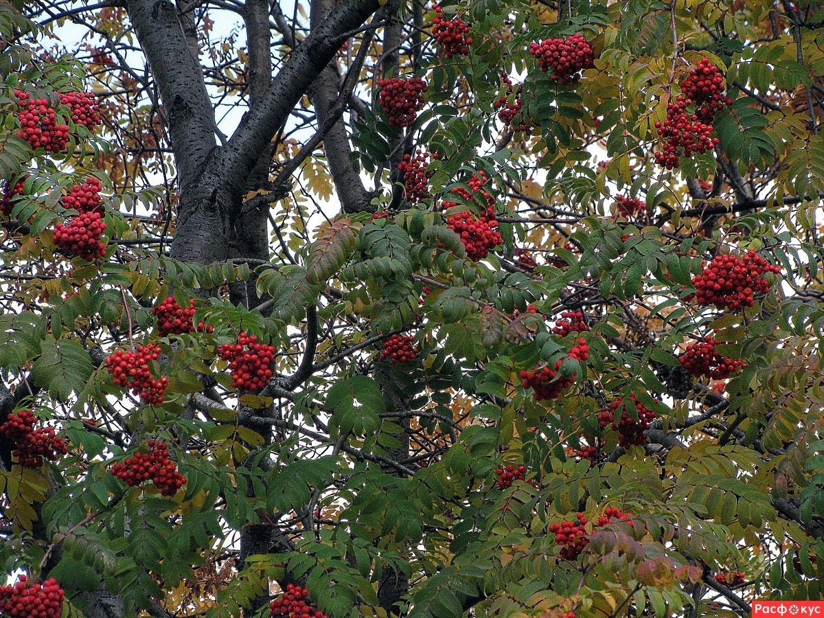 Рябина буроватая
