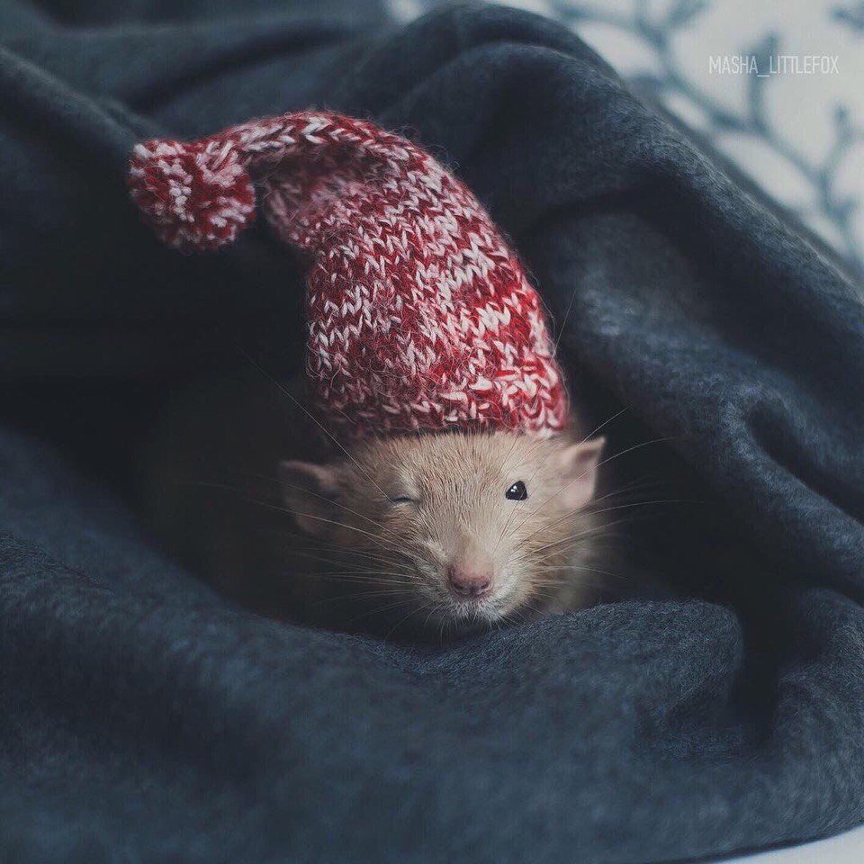 Смешные рисунки