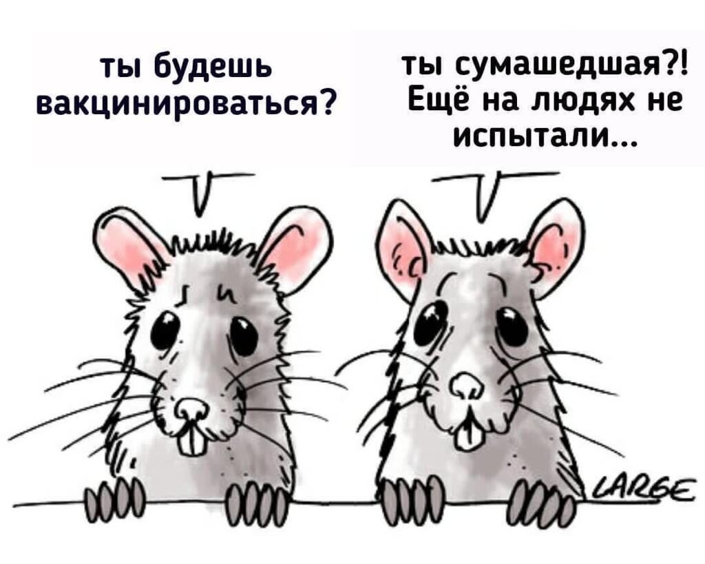 Смешные крысы