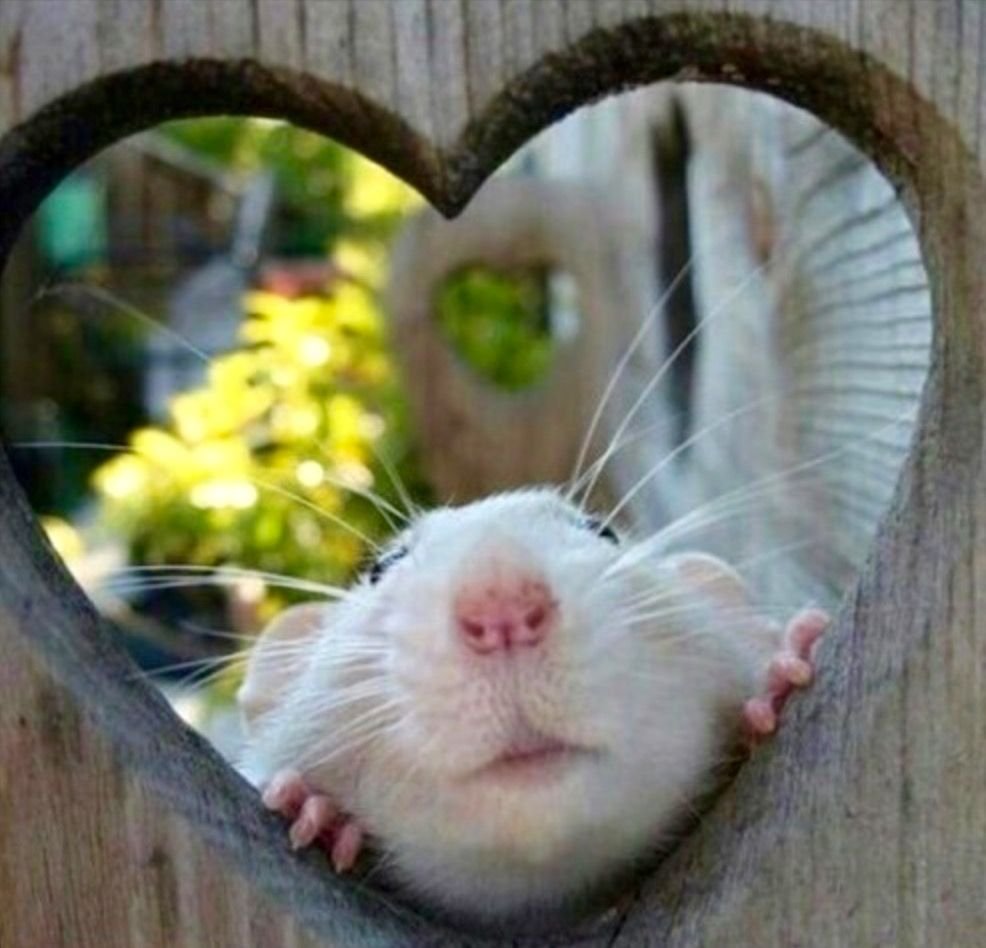 Крыса Мем