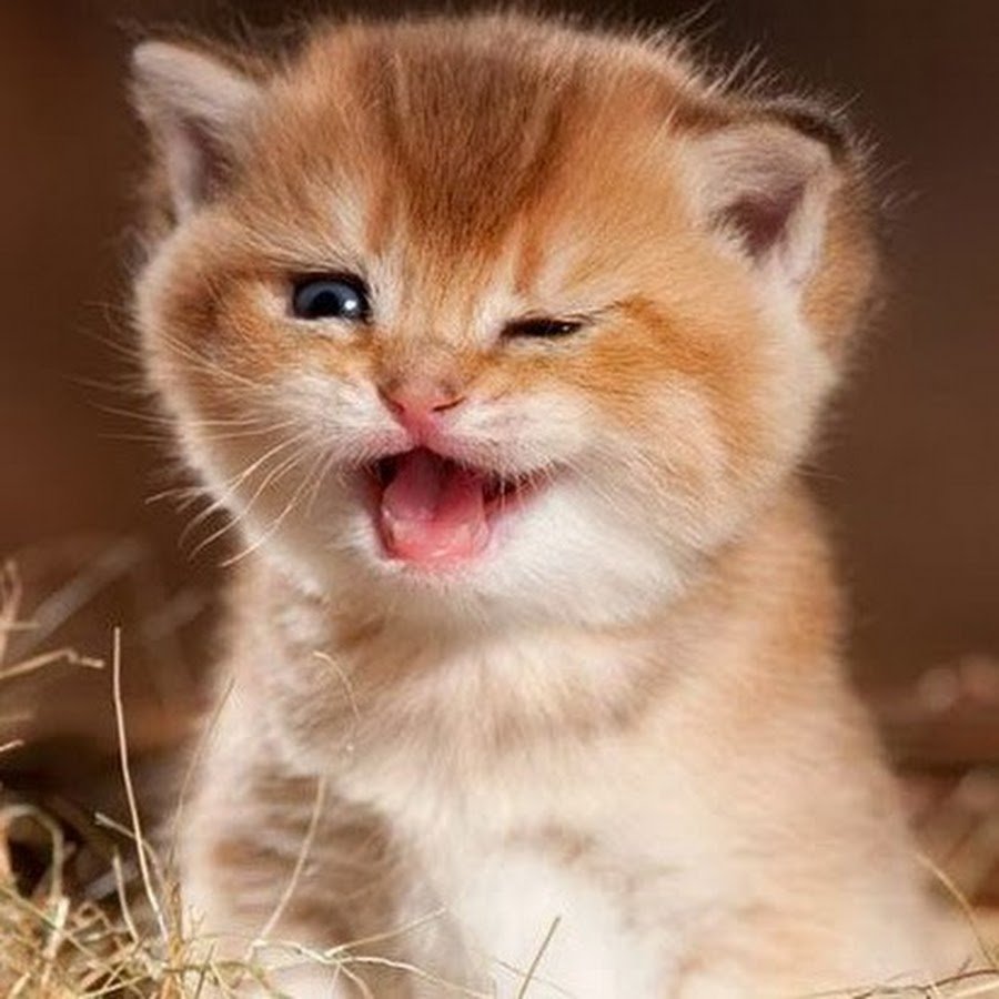 Котенок улыбается