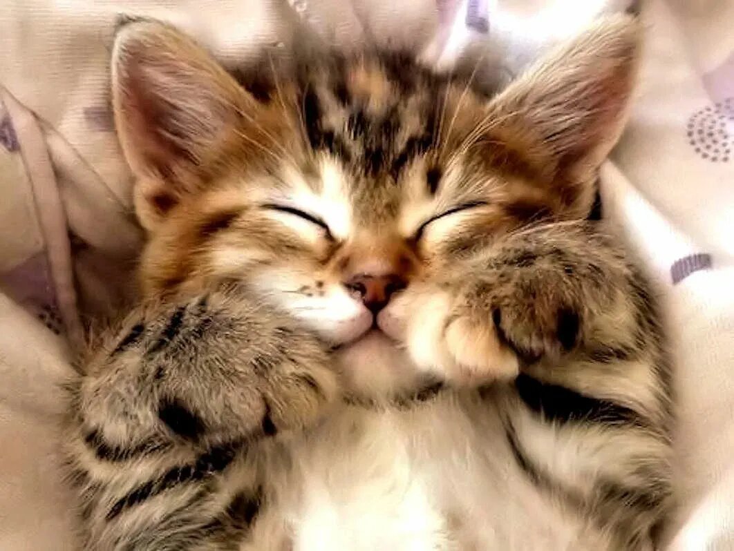 Котенок улыбается