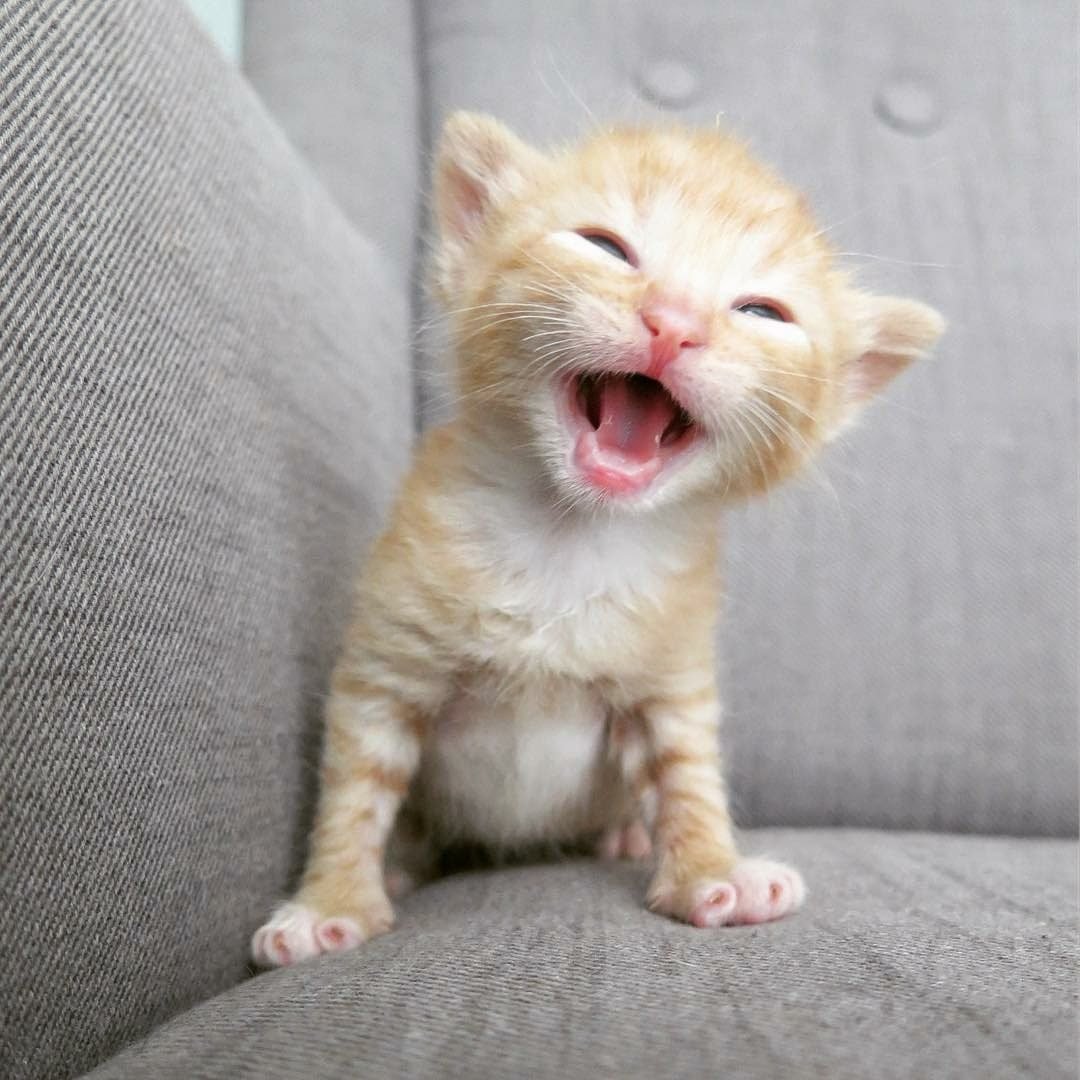 Рыжий котенок улыбается