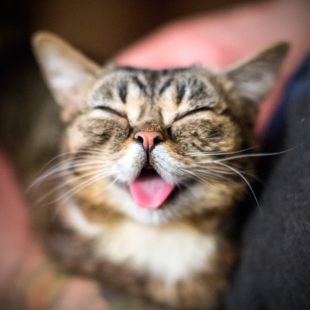 Улыбка кота