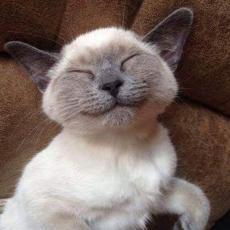 Довольная морда кошки