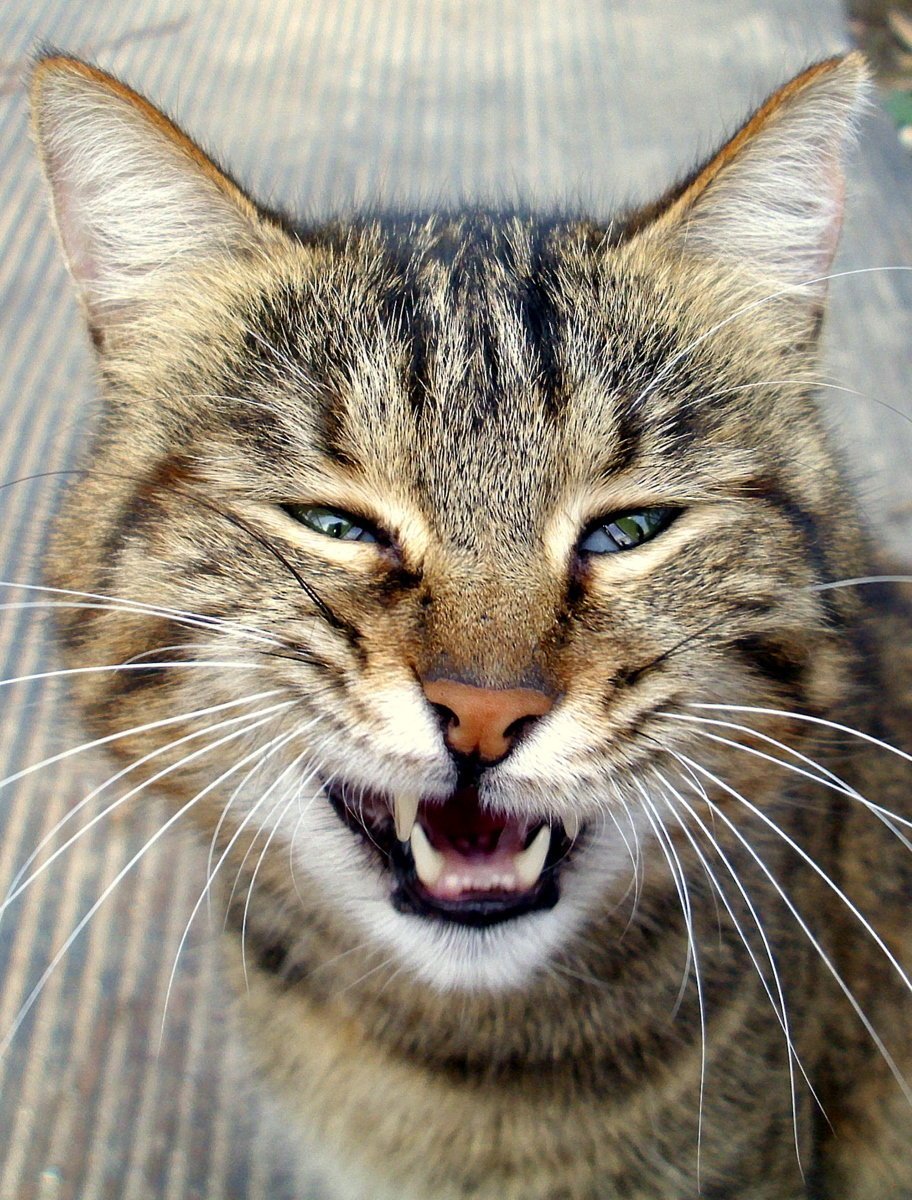 Радостный кот