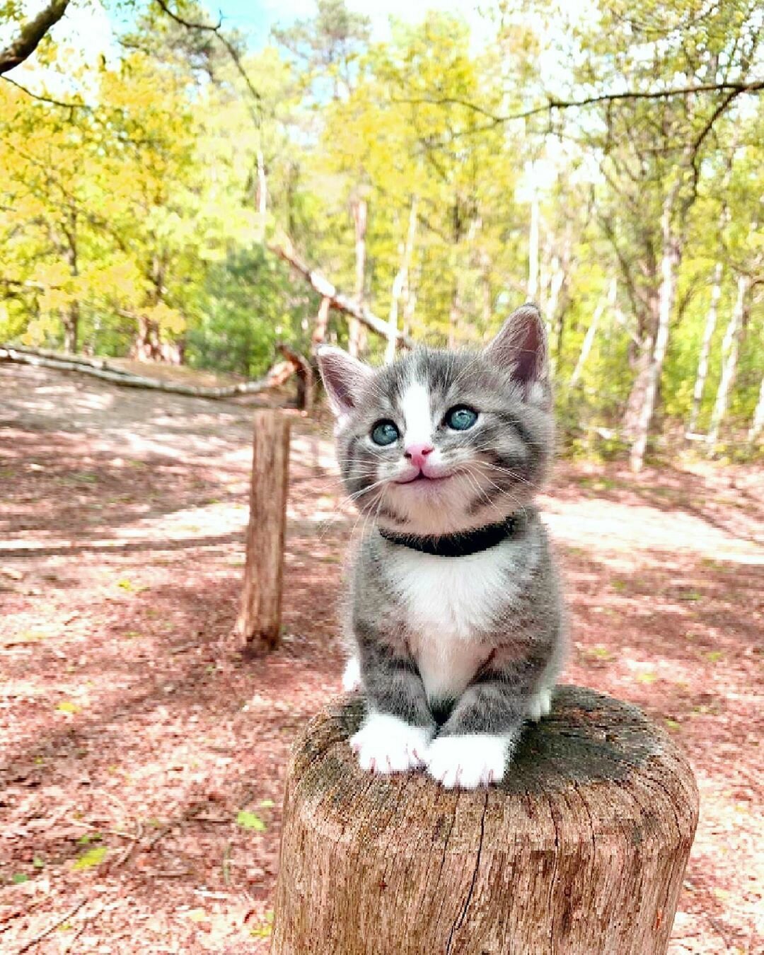 Смешные котята