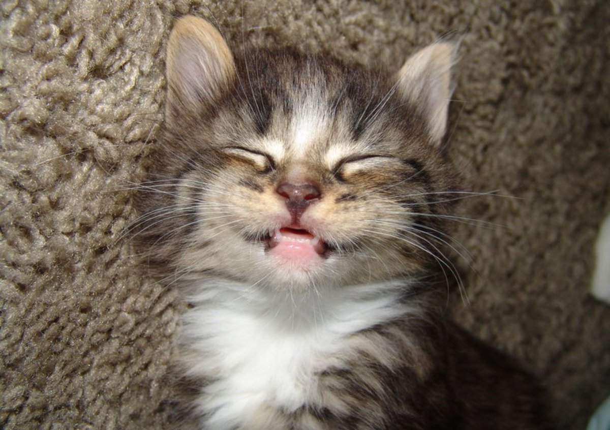 Кон улыбается