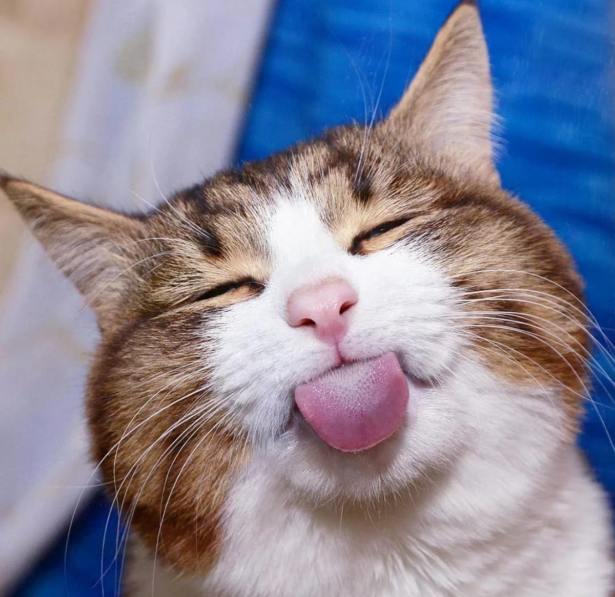 Котенок улыбается