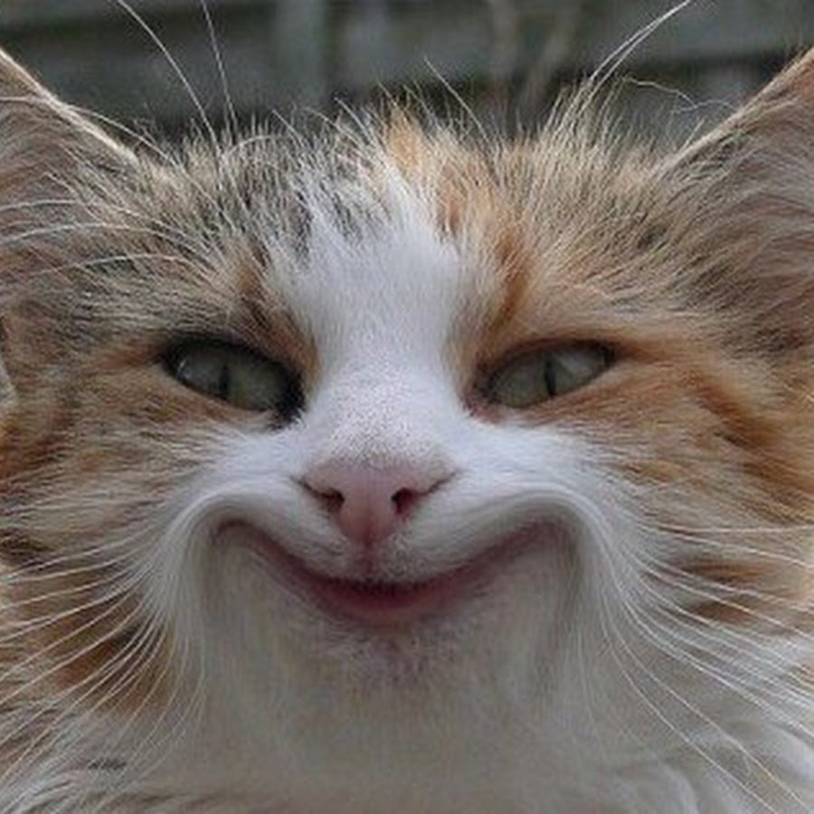 Счастливый кот