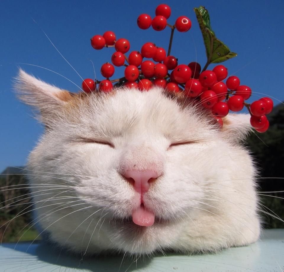 Фотообои котята