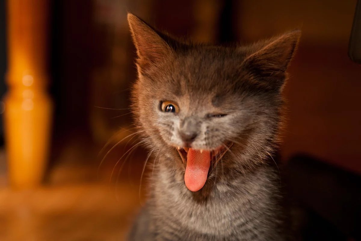 Чешир человек