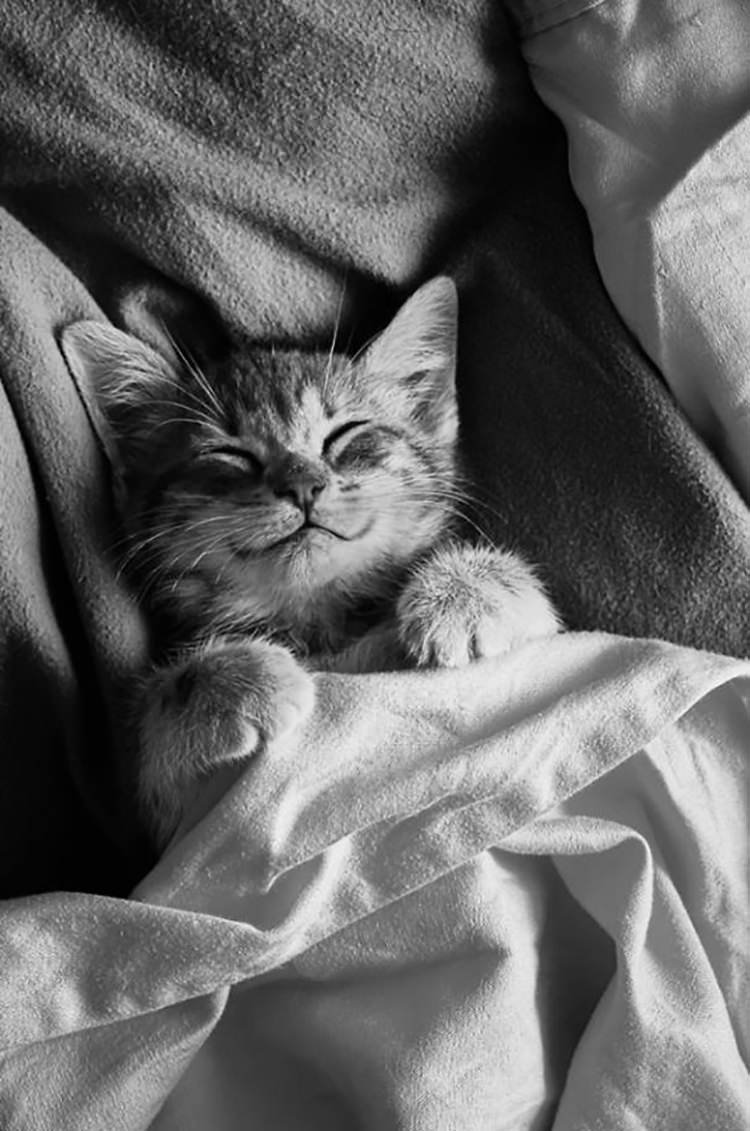 Кошачья мордочка