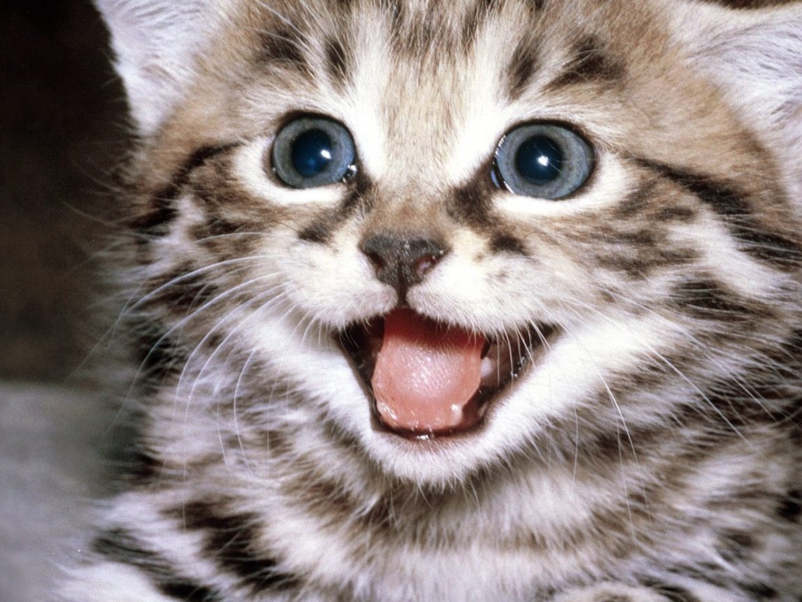 Кот улыбака