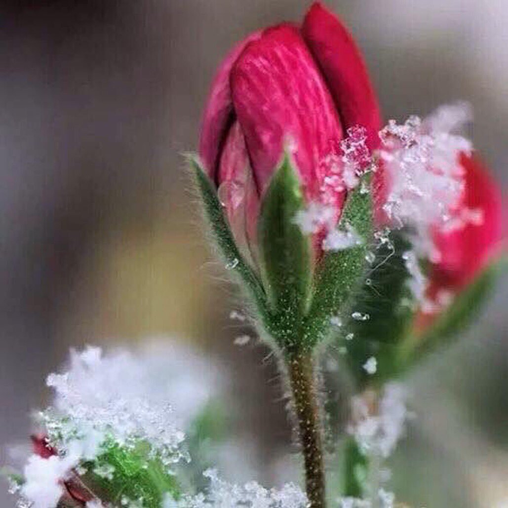 Цветы зимой