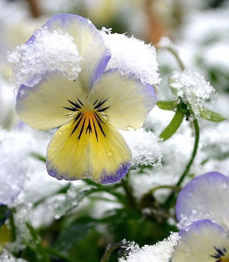 Розы на снегу