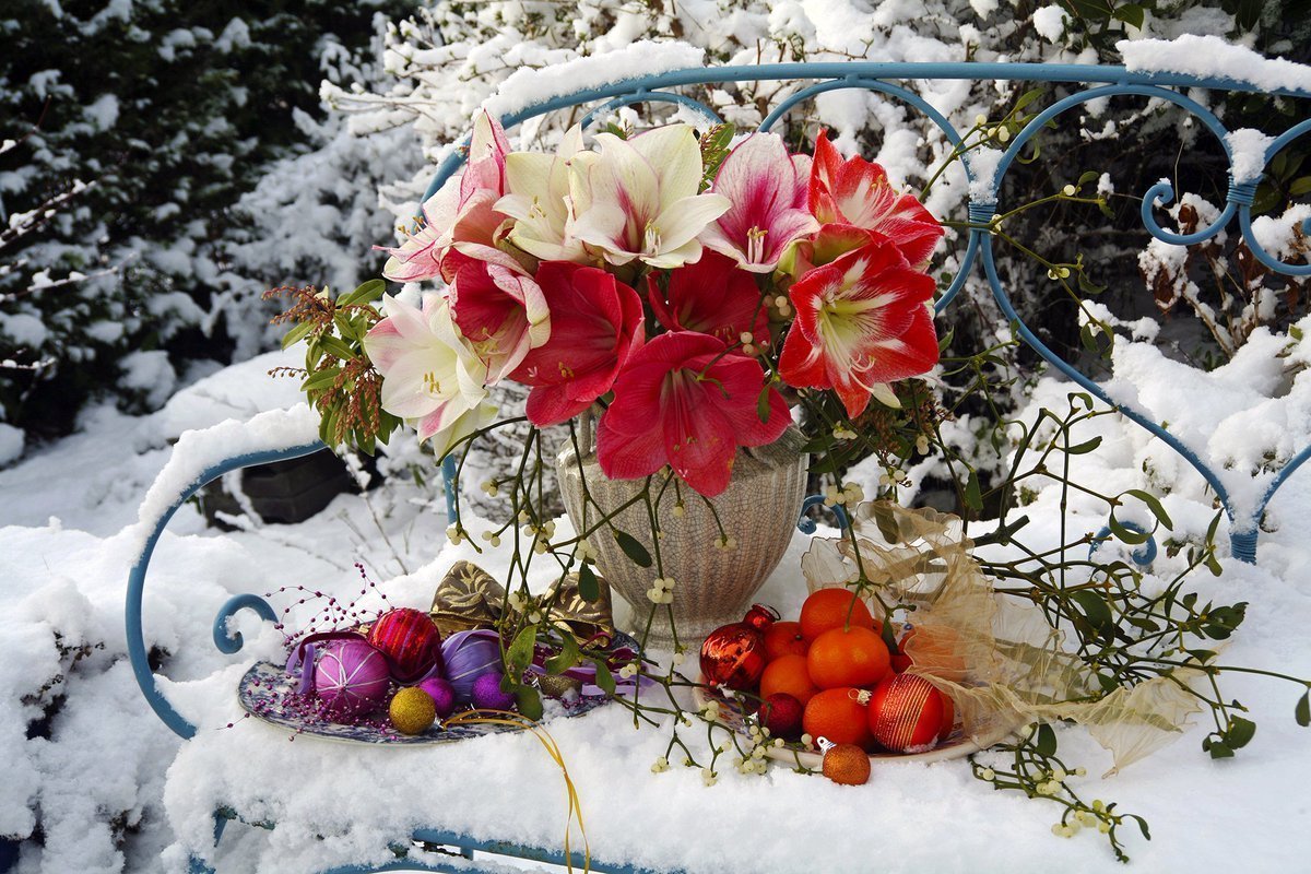 Безвременник цветок в снегу