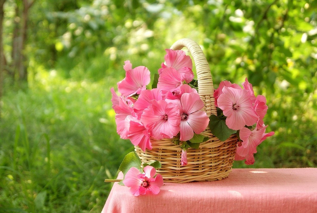С днем рождения красивые природа. Летние цветы. Нежные летние цветы. Корзинка с цветами на природе. Милые цветы.