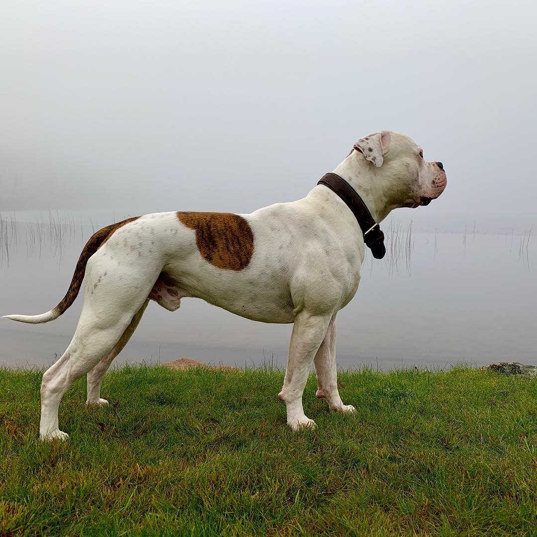 Амбуль Скотта