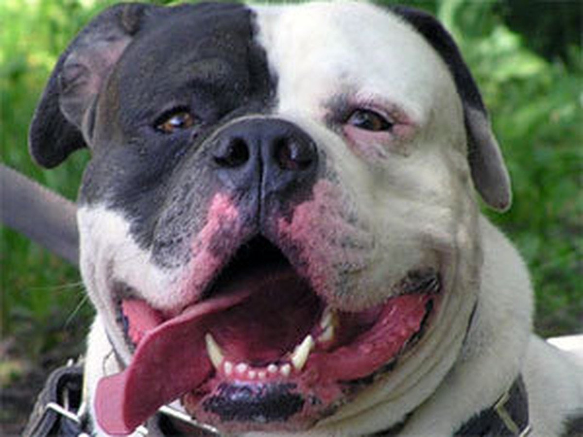 Американский бульдог служебная собака