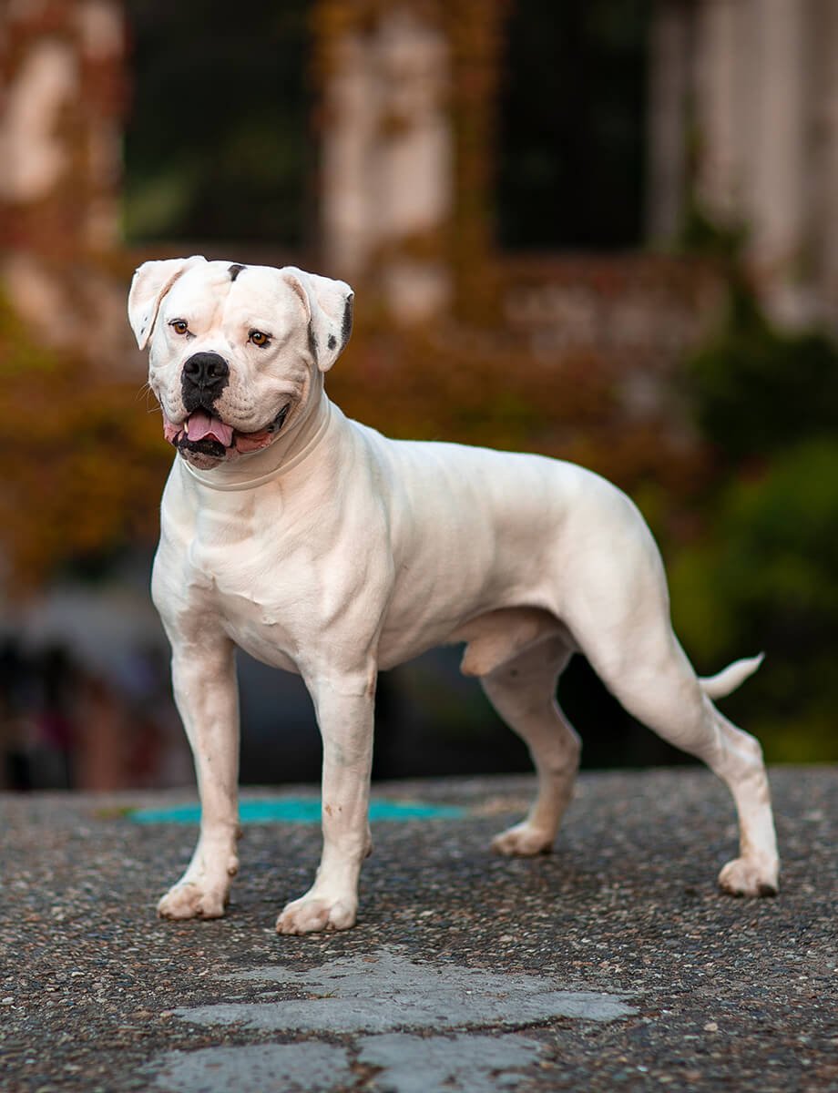 Американский той бульдог