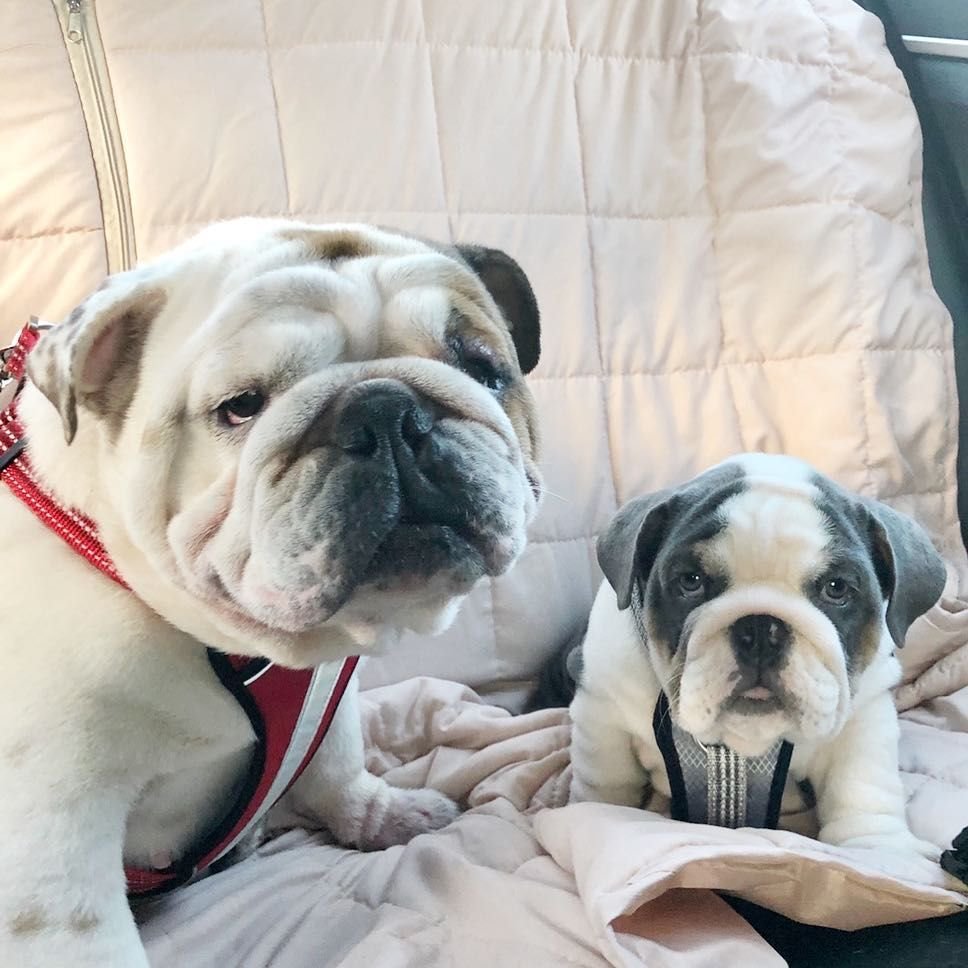 Американский бульдог мини