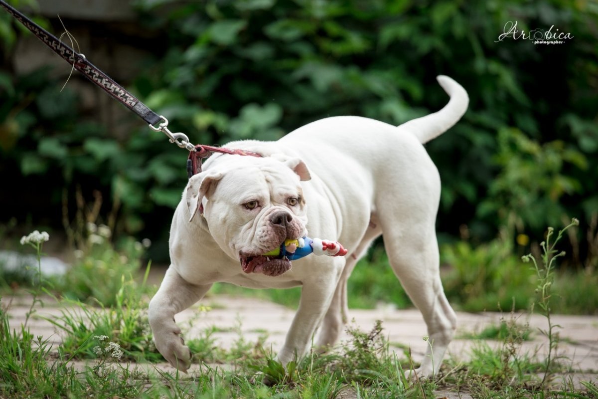 Американский бульдог Тип Джонсона