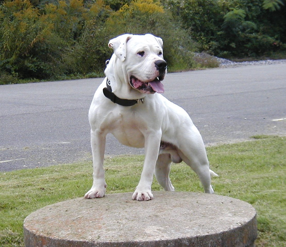 Американский бульдог и телки